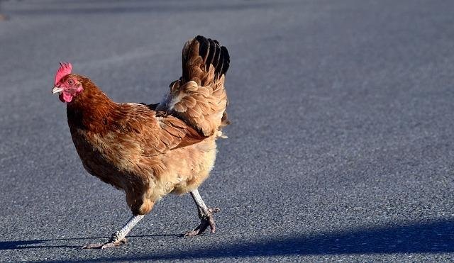 Discover jugar chicken road