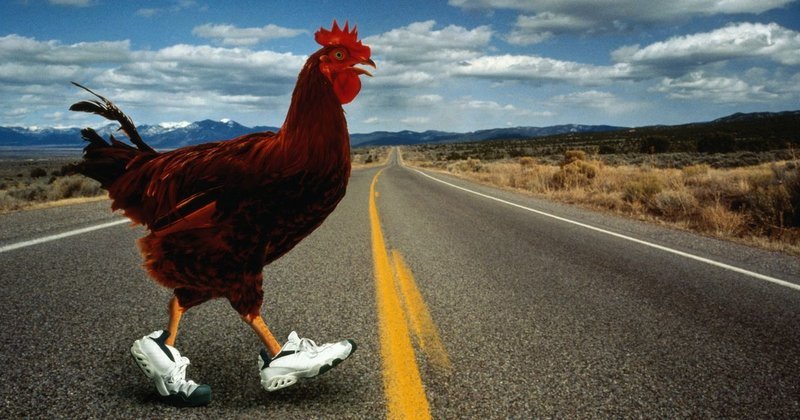 Guide to chicken road nederland